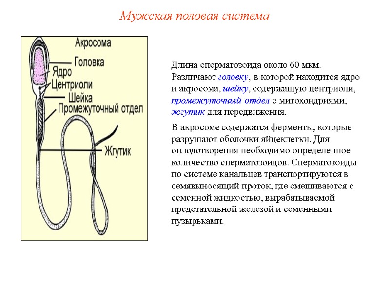 Длина сперматозоида около 60 мкм. Различают головку, в которой находится ядро и акросома, шейку, Длина сперматозоида около 60 мкм. Различают головку, в которой находится ядро и акросома, шейку,